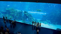 гигантский аквариум в дубае