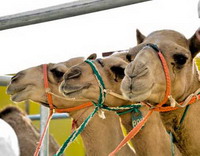 весной в оаэ появятся на свет несколько элитных клонированных верблюдов