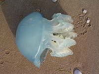 внимание медузы