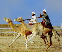 кости древнейшего аравийского верблюда найдены в оаэ