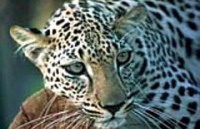 в шардже пойман детеныш аравийского леопарда