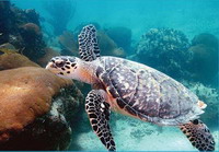 около 400 морских черепах получили специальный номер с адресом исследовательского центра в рас аль-хайма