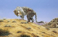арабские леопарды на территории эмиратов скоро исчезнут